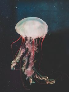 Preview wallpaper jellyfish, underwater world, tentacles, swimming, water