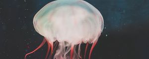 Preview wallpaper jellyfish, underwater world, tentacles, swimming, water