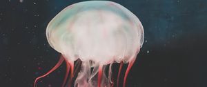 Preview wallpaper jellyfish, underwater world, tentacles, swimming, water