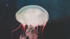 Preview wallpaper jellyfish, underwater world, tentacles, swimming, water