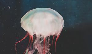 Preview wallpaper jellyfish, underwater world, tentacles, swimming, water