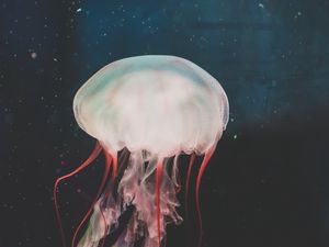 Preview wallpaper jellyfish, underwater world, tentacles, swimming, water