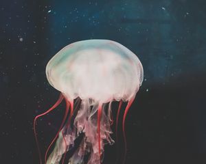 Preview wallpaper jellyfish, underwater world, tentacles, swimming, water