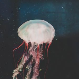 Preview wallpaper jellyfish, underwater world, tentacles, swimming, water