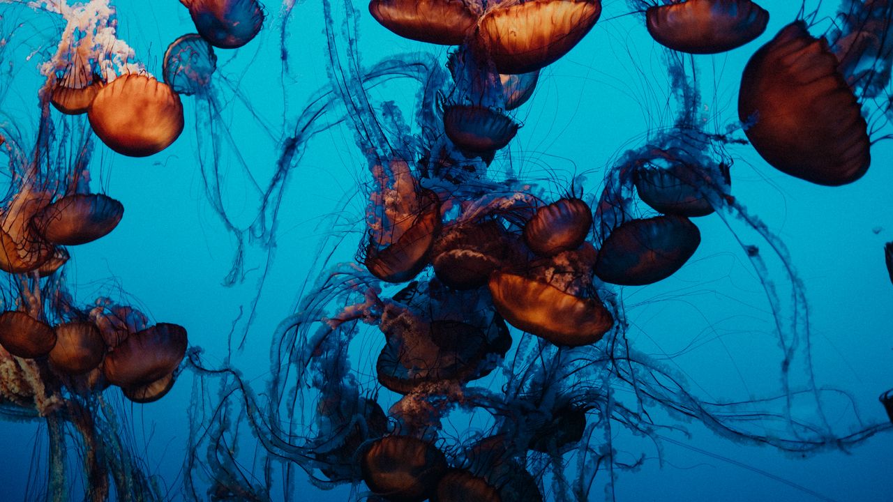 Wallpaper jellyfish, underwater world, tentacles, water, swimming