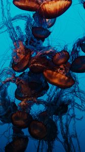 Preview wallpaper jellyfish, underwater world, tentacles, water, swimming