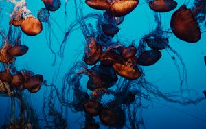 Preview wallpaper jellyfish, underwater world, tentacles, water, swimming