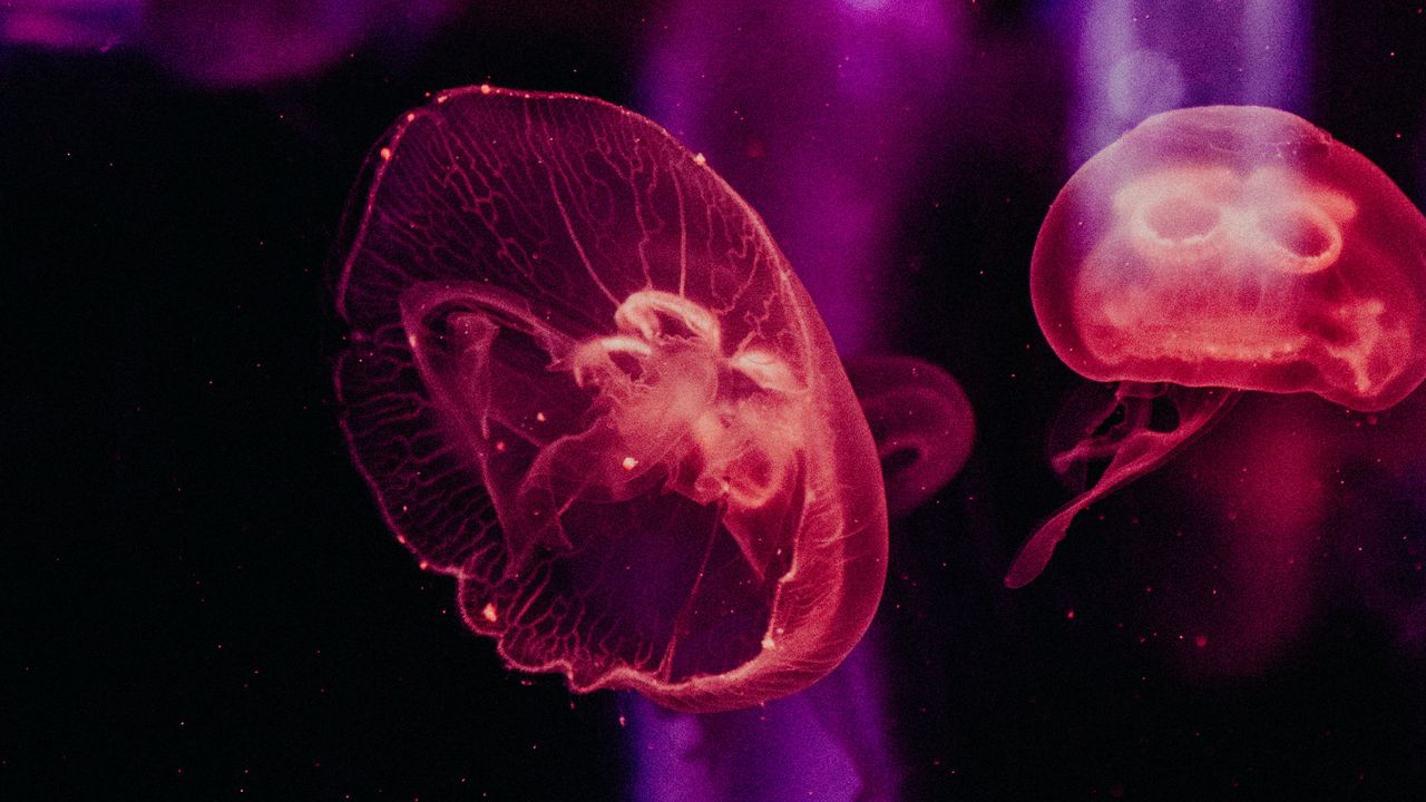 Wallpaper jellyfish, underwater world, tentacles, glow