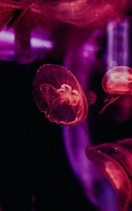 Preview wallpaper jellyfish, underwater world, tentacles, glow
