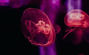 Preview wallpaper jellyfish, underwater world, tentacles, glow