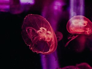 Preview wallpaper jellyfish, underwater world, tentacles, glow