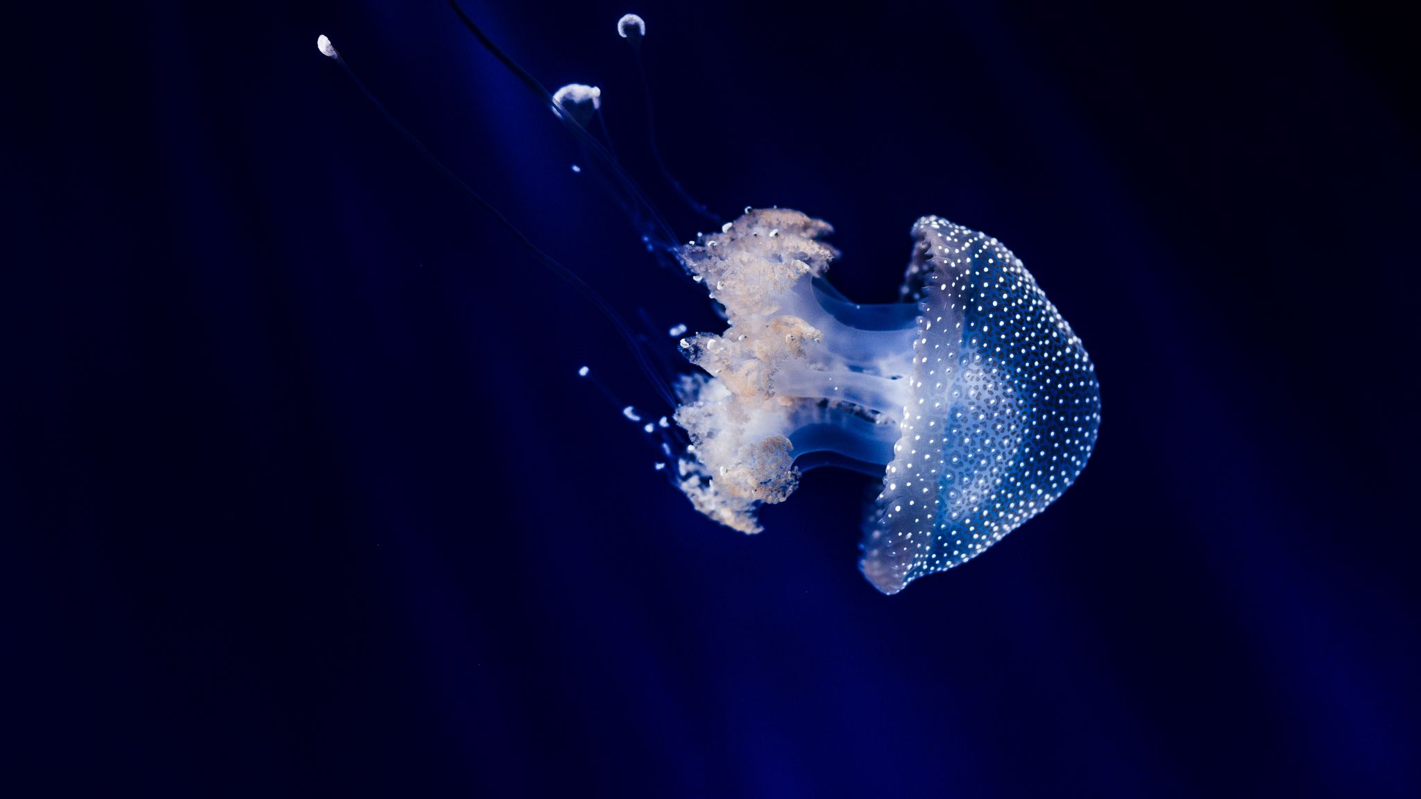 Download wallpaper 2048x1152 jellyfish, underwater world, tentacles