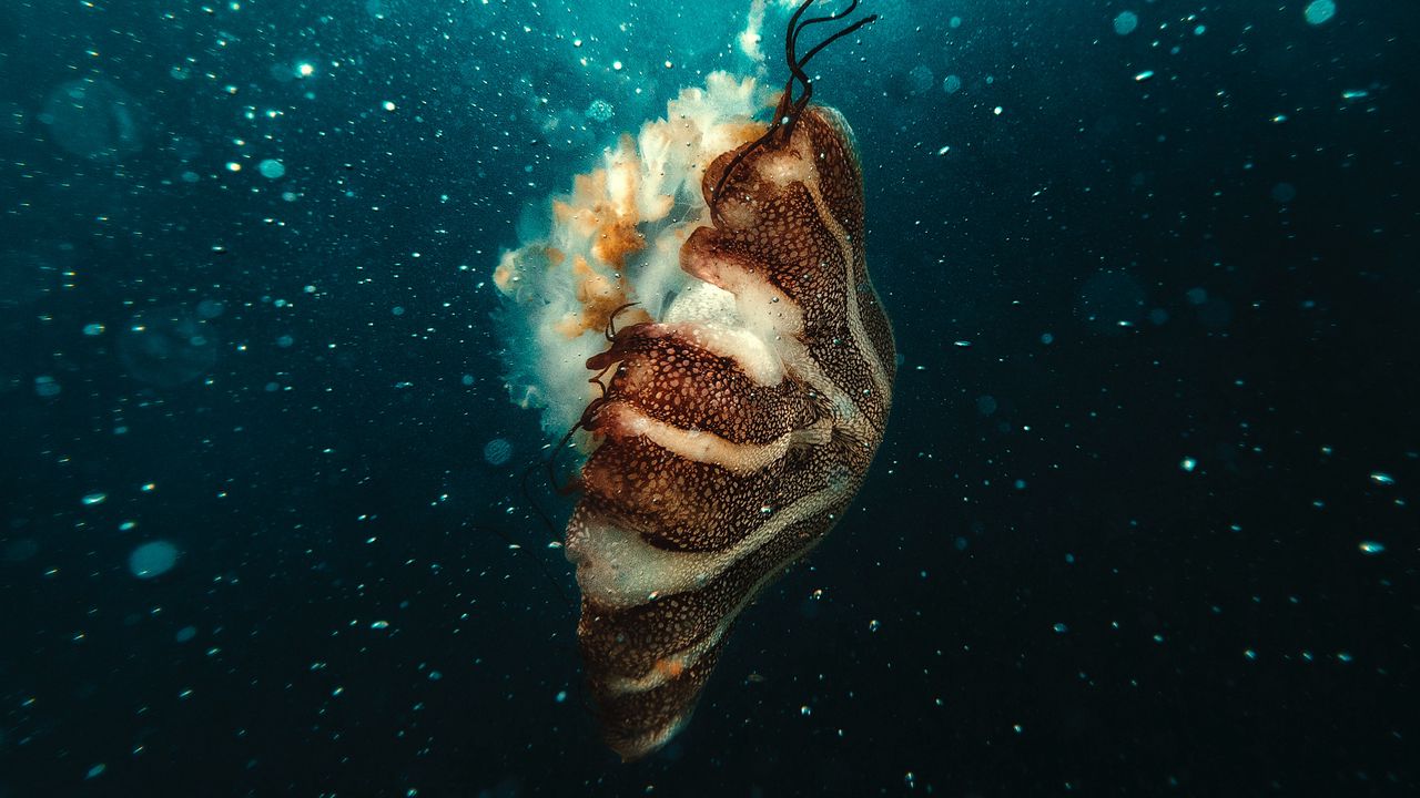 Wallpaper jellyfish, underwater world, under water, bubbles