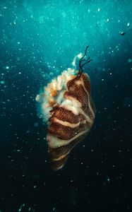 Preview wallpaper jellyfish, underwater world, under water, bubbles