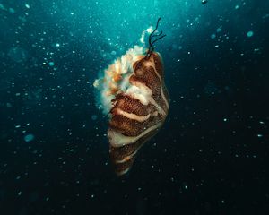 Preview wallpaper jellyfish, underwater world, under water, bubbles