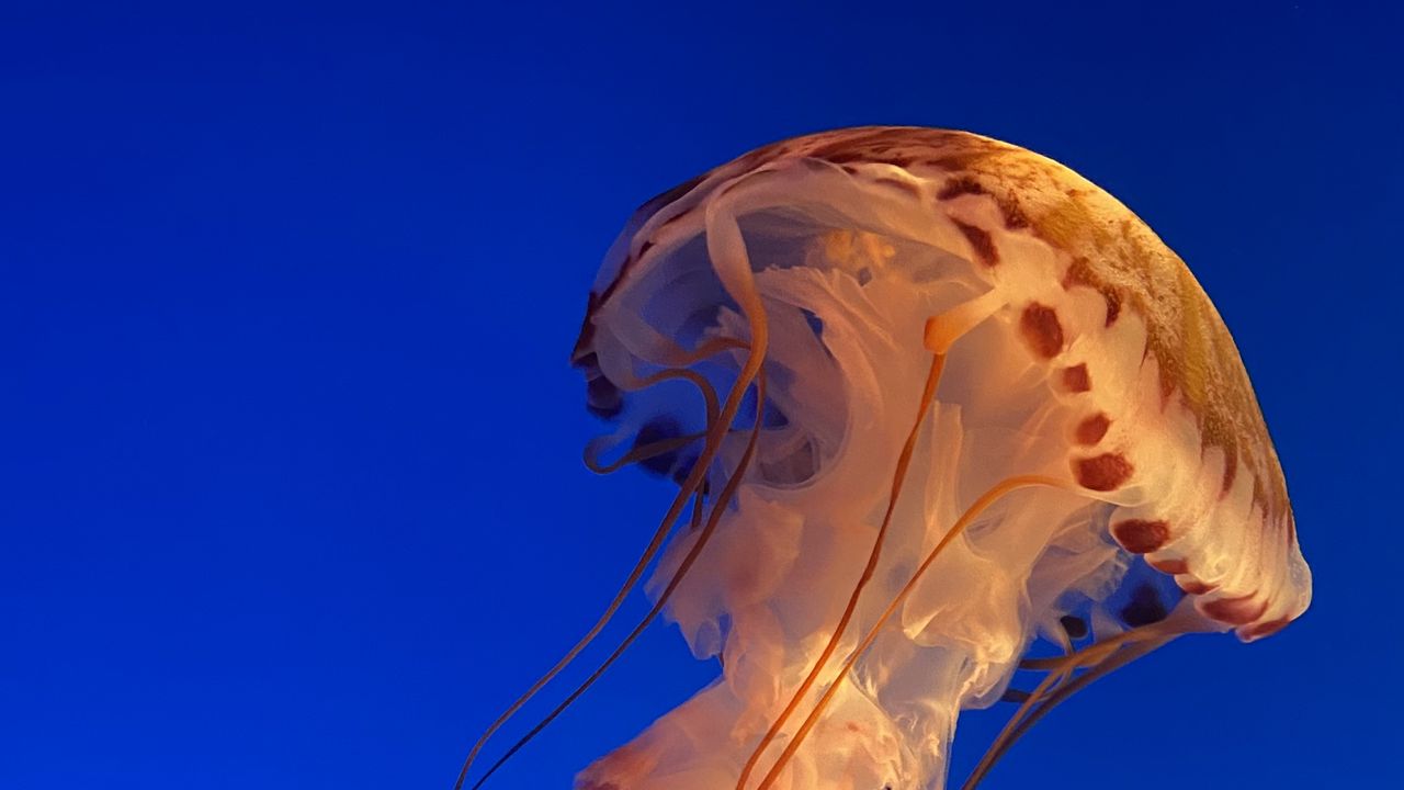 Wallpaper jellyfish, underwater world, water, blue