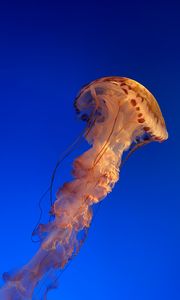 Preview wallpaper jellyfish, underwater world, water, blue