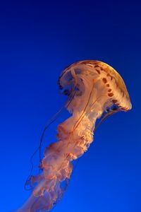 Preview wallpaper jellyfish, underwater world, water, blue