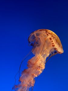 Preview wallpaper jellyfish, underwater world, water, blue