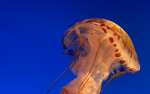 Preview wallpaper jellyfish, underwater world, water, blue