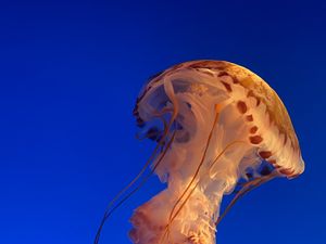 Preview wallpaper jellyfish, underwater world, water, blue