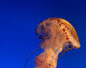Preview wallpaper jellyfish, underwater world, water, blue