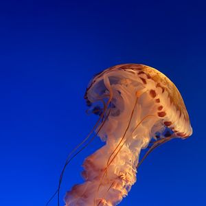 Preview wallpaper jellyfish, underwater world, water, blue