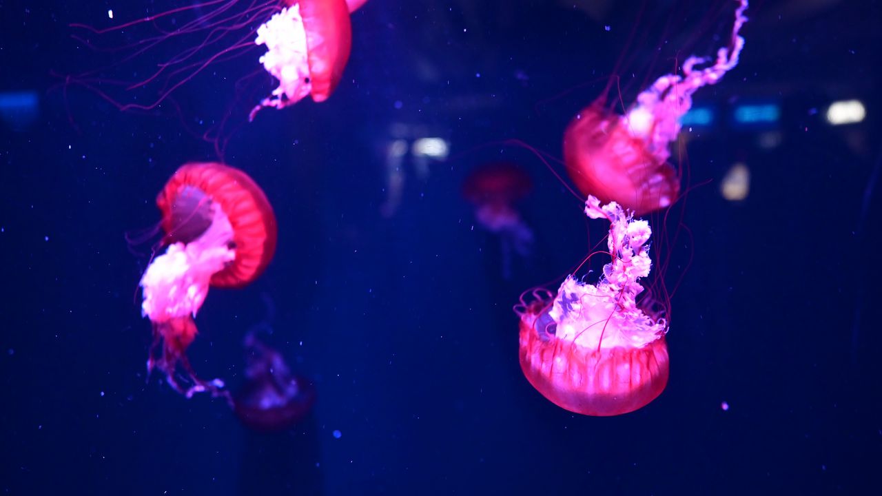 Wallpaper jellyfish, underwater world, water, macro, purple