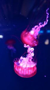 Preview wallpaper jellyfish, underwater world, water, macro, purple