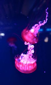 Preview wallpaper jellyfish, underwater world, water, macro, purple