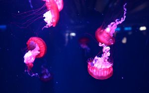 Preview wallpaper jellyfish, underwater world, water, macro, purple