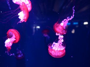 Preview wallpaper jellyfish, underwater world, water, macro, purple