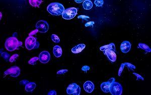 Preview wallpaper jellyfish, water, black, glow