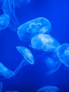 Preview wallpaper jellyfish, water, blue, glow