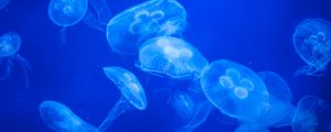 Preview wallpaper jellyfish, water, blue, glow