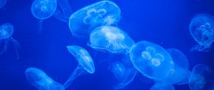 Preview wallpaper jellyfish, water, blue, glow