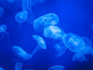 Preview wallpaper jellyfish, water, blue, glow