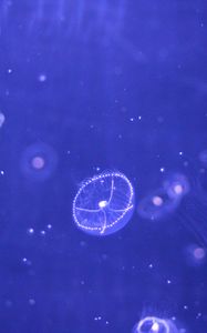 Preview wallpaper jellyfish, water, particles, beautiful