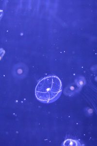 Preview wallpaper jellyfish, water, particles, beautiful