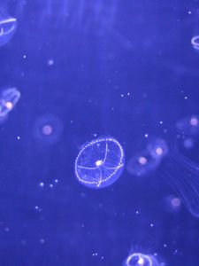 Preview wallpaper jellyfish, water, particles, beautiful