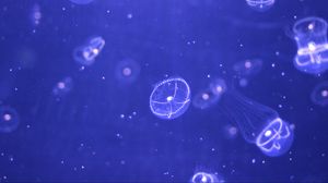 Preview wallpaper jellyfish, water, particles, beautiful