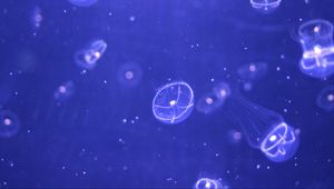 Preview wallpaper jellyfish, water, particles, beautiful
