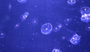 Preview wallpaper jellyfish, water, particles, beautiful