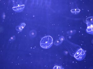 Preview wallpaper jellyfish, water, particles, beautiful