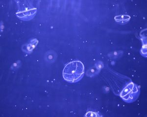 Preview wallpaper jellyfish, water, particles, beautiful