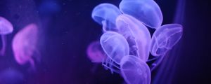Preview wallpaper jellyfish, water, transparent, blue