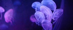Preview wallpaper jellyfish, water, transparent, blue