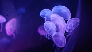 Preview wallpaper jellyfish, water, transparent, blue