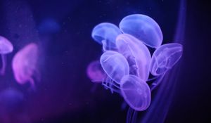 Preview wallpaper jellyfish, water, transparent, blue