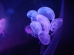Preview wallpaper jellyfish, water, transparent, blue